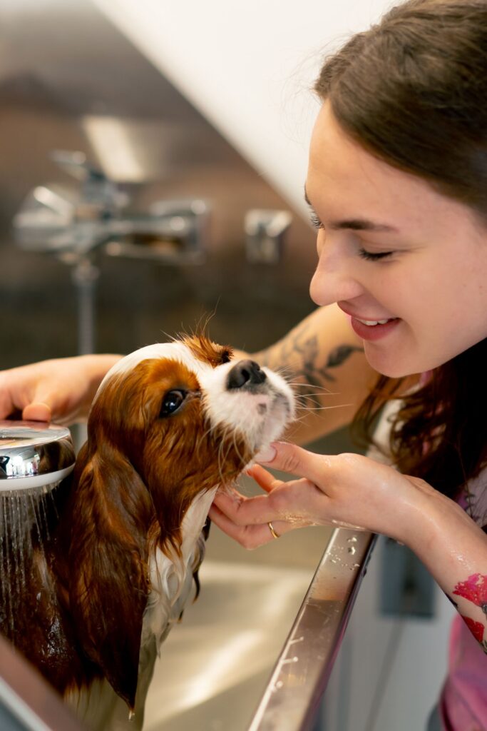 Gastroenterologia Veterinária