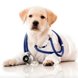 Ecodopplercardiograma